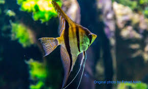 Anda bisa membuat filet tilapia memakai loyang. Cichlids Talk About Fish