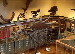 La Galerie De Paleontologie Au Jardin Des Plantes Plante Jardin Paleontologie Galerie