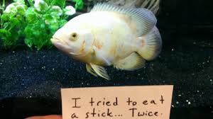 Fish Shaming 10 Pics Fb Troublemakers Pet Fish Fishing Humor Fishing Quotes