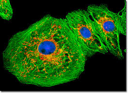 More specifically, vero cells are epithelial kidney cells, which explains their name that stems from verda reno (or green kidney in esperanto), which turned into vero (or truth in esperanto). Molecular Expressions Microscopy Primer Specialized Microscopy Techniques Fluorescence Digital Image Gallery Normal African Green Monkey Kidney Epithelial Cells Vero