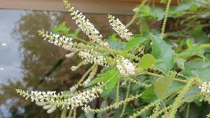 Flowering shrubs fill landscape space with lush greenery and showy blossoms. Aloysia Virgata Sweet Almond Bush North Carolina Extension Gardener Plant Toolbox
