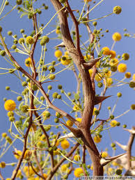 Image result for Acacia erioloba