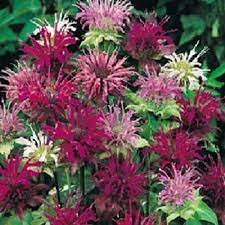 Monarda Bee Balm Mix Flower Seeds Perennial 50