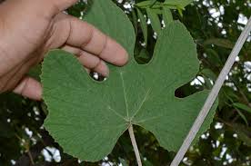 Image result for Ampelocissus