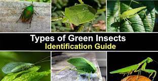 They are found on the second and third thoracic segments (the mesothorax and metathorax). Types Of Green Insects With Pictures And Names Identification Guide