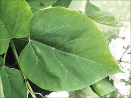 Image result for Catalpa