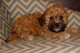 11 Malti Poo Puppies Ideas Puppies Maltipoo Coton De Tulear Puppy
