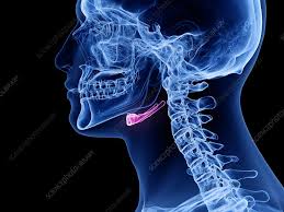 Image result for Hyoid Bone
