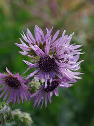 Image result for Berkheya speciosa