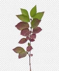 Twig Vegetation Leaf Opengameart Org Plant Leaf Texture Game Leaf Png Pngwing Free seamless pbr textures with diffuse, normal, displacement, occlusion, specularity and roughness. twig vegetation leaf opengameart org