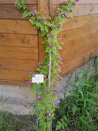 This perennial version is also often known as linum lewisii in honor of explorer meriwether lewis who remarked upon this species in his journals. 193921 Rose Perennial Blue Bienen Leben In Bamberg De