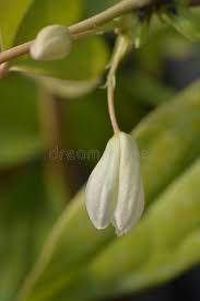 Evergreen clematis (clematis armandii) is somewhat ubiquitous in the pacific northwest where there are fewer truly evergreen vines to choose from than in more southerly climates. Clematis Armandii Photos Free Royalty Free Stock Photos From Dreamstime