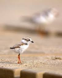 Have You Ever Seen A Baby Seagull I Haven T R Aww