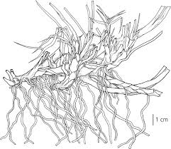 Image result for Tristachya