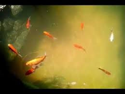 Tips Air Kolam Tidak Bau Tanpa Sirkulasi Tanpa Ditambah Air 1 Tahun Air Kolam Tetap Sehat Youtube Kolam Kolam Ikan Air