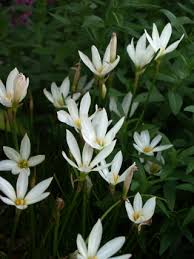 Spring and summer flowers in texas. Summer Bulb Flower Power East Texas Gardening
