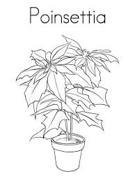Christmas flower (poinsettia) coloring pages. Poinsettia Flower Coloring Pages Download And Print Poinsettia Flower Coloring Pages