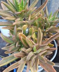 Kalanchoe Elk Antlers In 2020 Succulents Cactus Elk Antlers