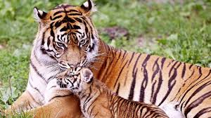 Resultado de imagen de fotos de animales en peligro de extinción