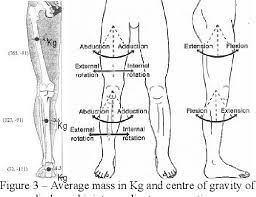Download diagram showing anatomy of human body vector art. Pdf Control Of A Biomimetic Soft Actuated 10dof Lower Body Exoskeleton Semantic Scholar