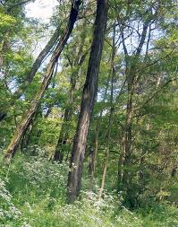 Image result for Robinia