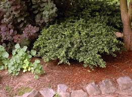 Image result for Hippocratea crenata