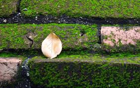 Check spelling or type a new query. Enlever La Mousse Et Lichen 20 Recettes D Antimousse Naturel Tout Pratique