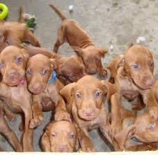 Lancaster puppies advertises puppies for sale in pa, as well as ohio, indiana, new york and other states. Vizsla Puppies Home Facebook