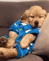 Golden Retriever Pijama Gif Goldenretriever Pijama Blue Discover Share Gifs Cute Baby Animals Funny Animals Wiener Dog Puppies
