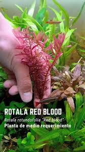 Image result for Rotala fontinalis