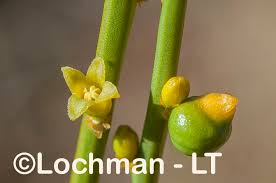 Image result for Santalaceae