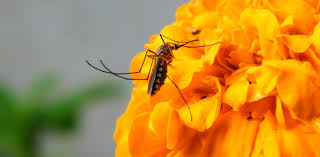 Luckily, there are steps you can take to get rid of stink bugs in your house—without having to deal mosquito traps are designed to attract and kill mosquitoes. How To Safely Kill Mosquitoes In Your Yard Tyrant Farms
