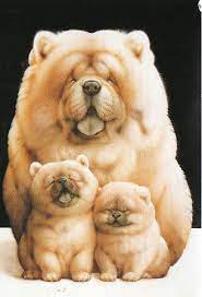 Familia De Chow Chow Luces En Lazos Pinterest Chow Chow Familias Y Animales