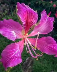 Image result for Bauhinia purpurea