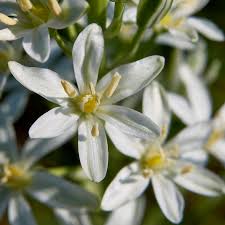 Image result for Ornithogalum pulchrum