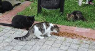 Kedi Blog Kedi Turleri Kedi Bakimi Hakkinda Her Sey