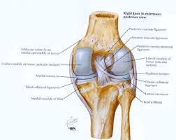 We did not find results for: Posterior View Of The Knee Iate