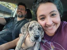 Any oddly specific things needed for a great dane?