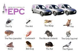Rapikill is london leading pest control company. Empire Pest Control Ltd London 24 Hour Pest Control Service Bizdiruk Com