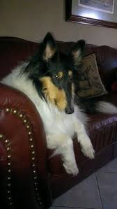 Pin On For The Love Of Animals