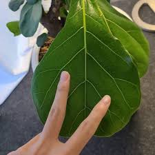 Maybe you would like to learn more about one of these? 31 Serat Serat Ing Ngisor Iki Kang Kaanggitdening Pakubuwana Iv Yaikua Wedhatamab Wirid Hidayat Brainly Co Id