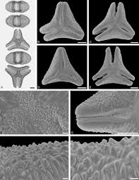 Image result for Olax pentandra