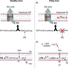 The thumb rule is that a low p/e ratio is a sign of undervaluation while a . Pe Pc Ratio In Liver Disease A Mdr2 Is A Pc Specific Flippase That Download Scientific Diagram