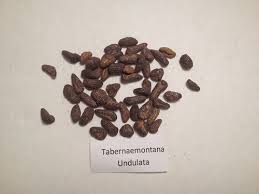 Image result for Tabernaemontana inconspicua