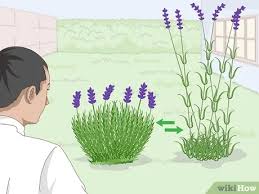 Maybe you would like to learn more about one of these? How To Plant Lavender In Pots 13 Steps With Pictures Wikihow