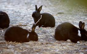 5 ways how to get rid of rabbits. Ways To Keep Rabbits Out Of The Garden And Yard