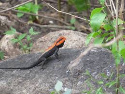 Image result for Coleus psammophilus