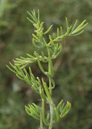 Image result for Suaeda sp. B