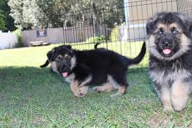 These puppies are very intelligent with excellent temperament and personality. Wdr K9 Puppy Prices German Shepherd Breeder In Central Florida