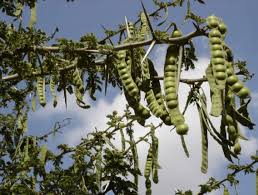 Image result for Embelia nilotica